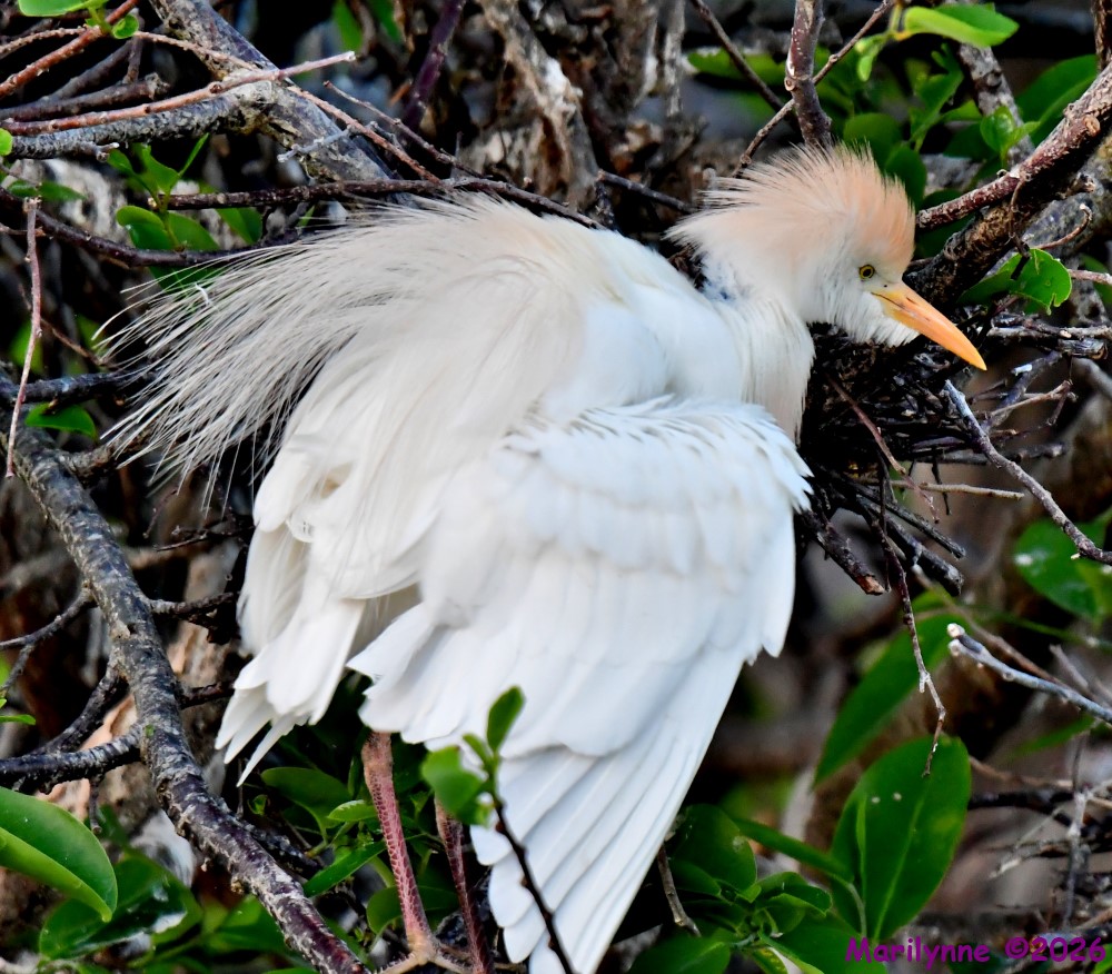DSC_1362_001.JPG
