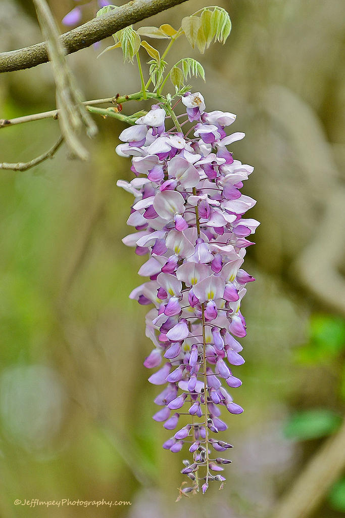 DSC_1363.jpg