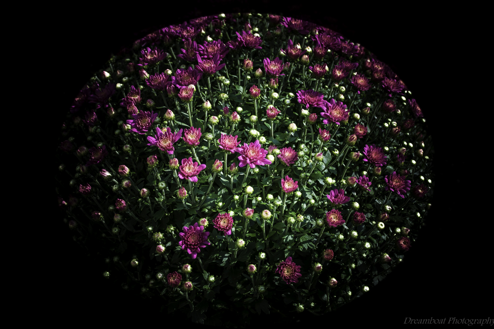 DSC_1364-2.jpg