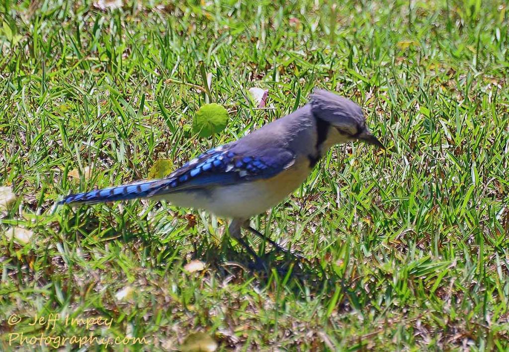 DSC_1364.jpg