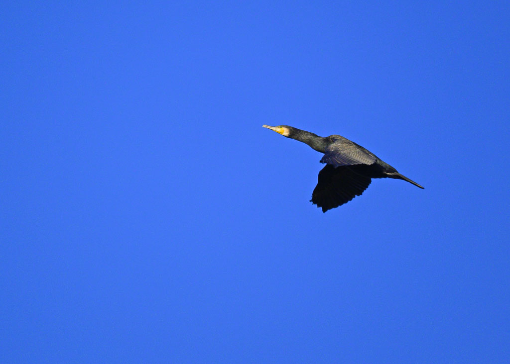 DSC_13652.jpg