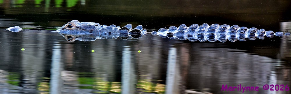 DSC_1365_stitch3_001.JPG