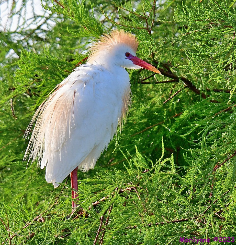 DSC_1366_001.JPG