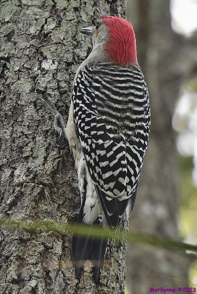 DSC_1367_001.JPG