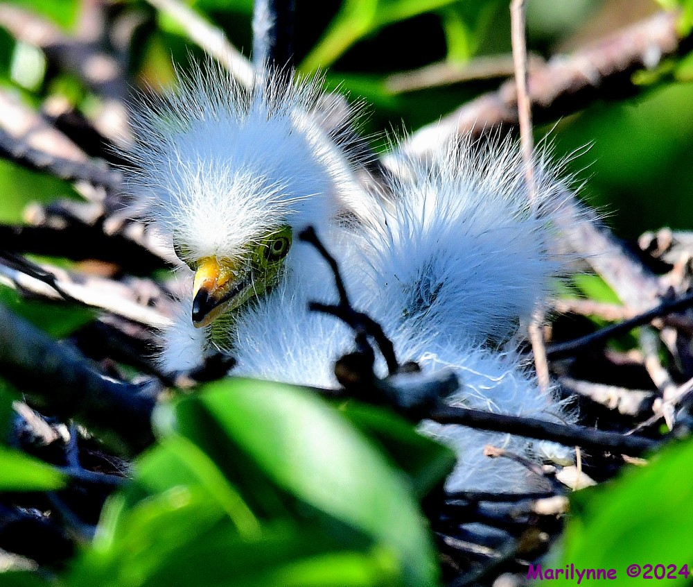 DSC_1368_001.JPG