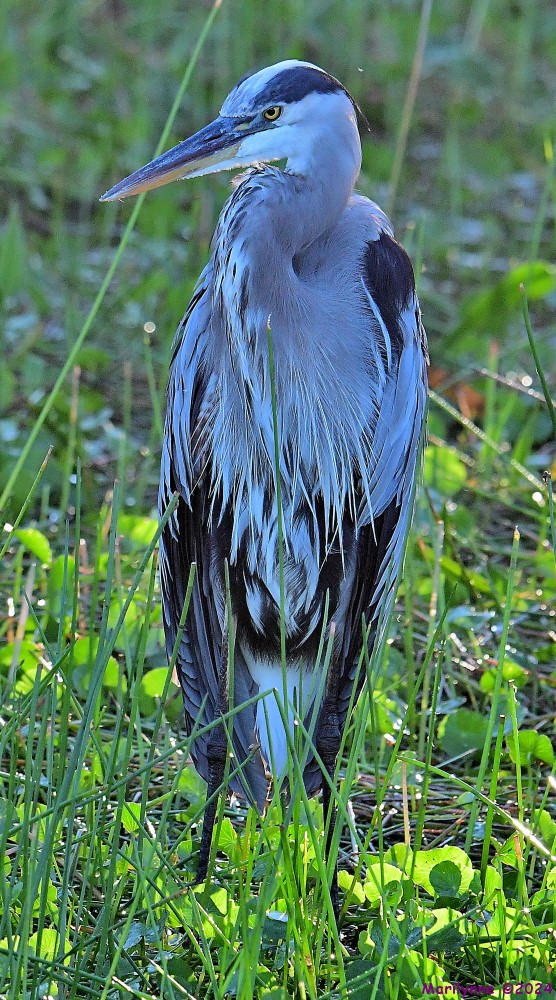 DSC_1368_001.JPG