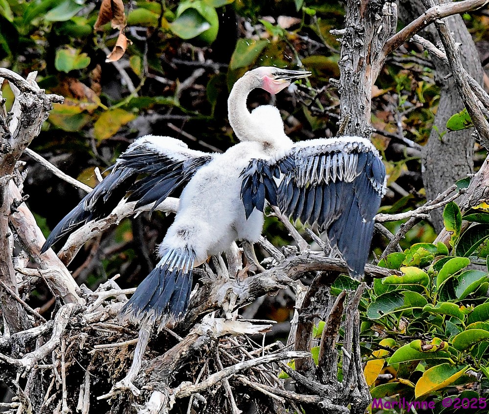 DSC_1368_001.JPG