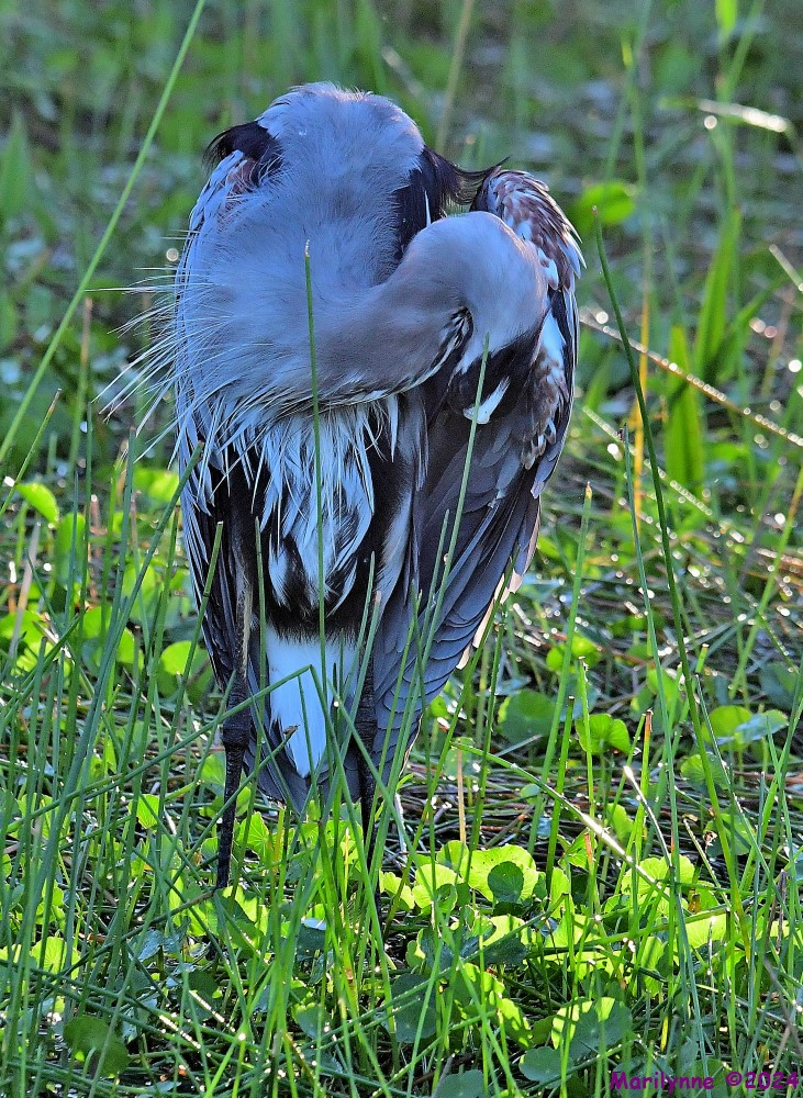 DSC_1372_001.JPG