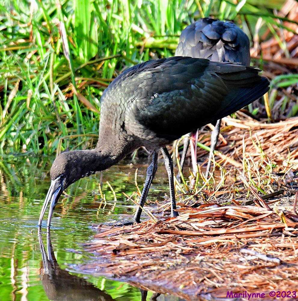 DSC_1373_001.JPG