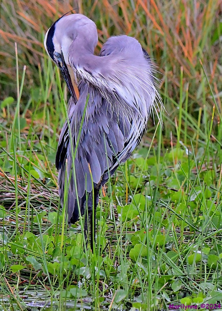 DSC_1373_001.JPG