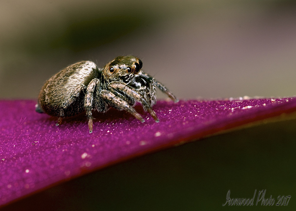DSC_1375.jpg