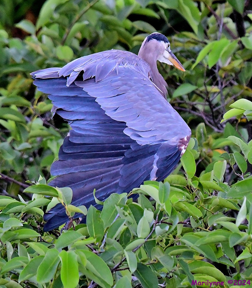 DSC_1375_001.JPG