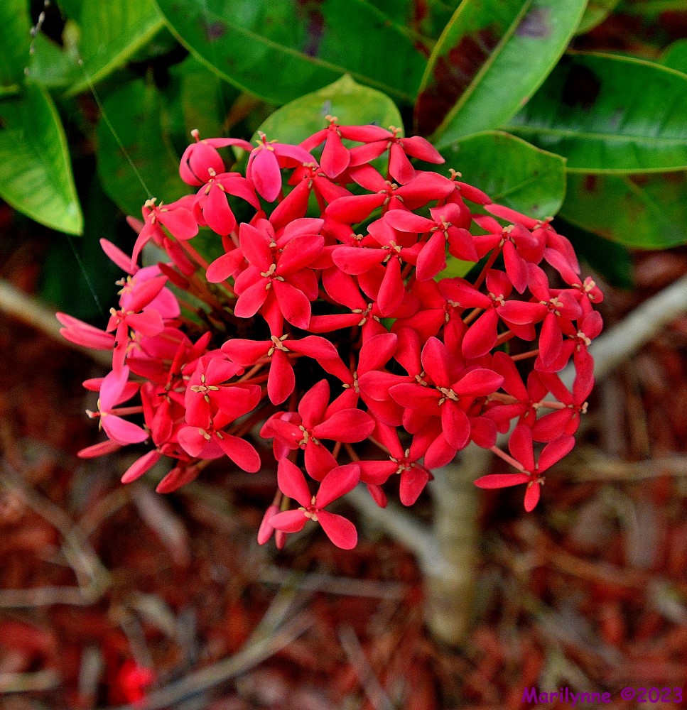 DSC_1376_001.JPG
