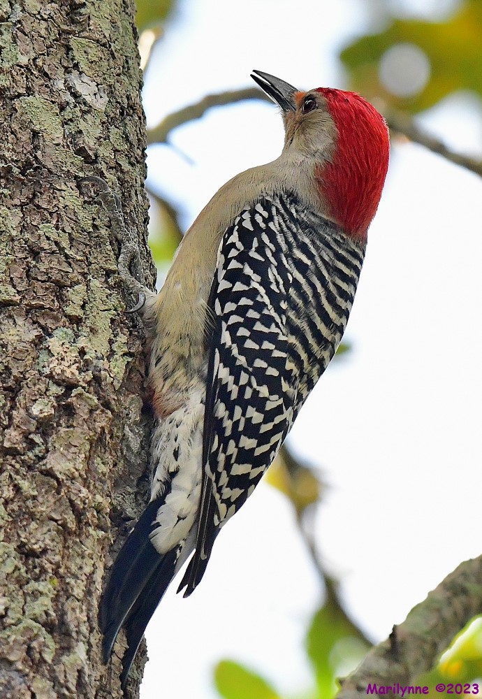 DSC_1376_001.JPG