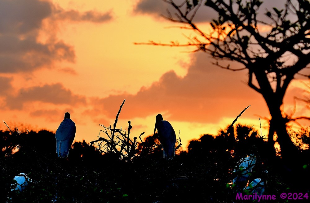 DSC_1377_001.JPG