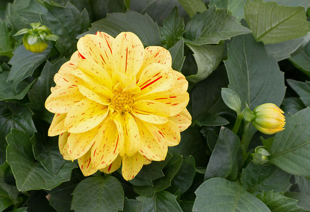 DSC_1377l.jpg