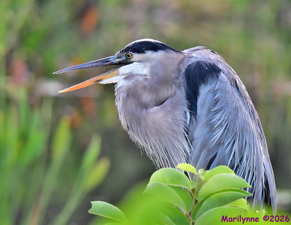 DSC_1378_001.JPG