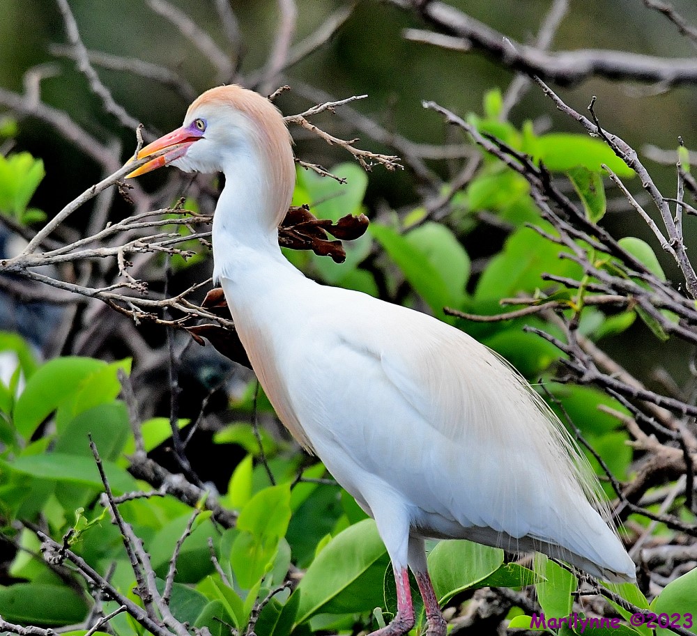 DSC_1379_001.JPG