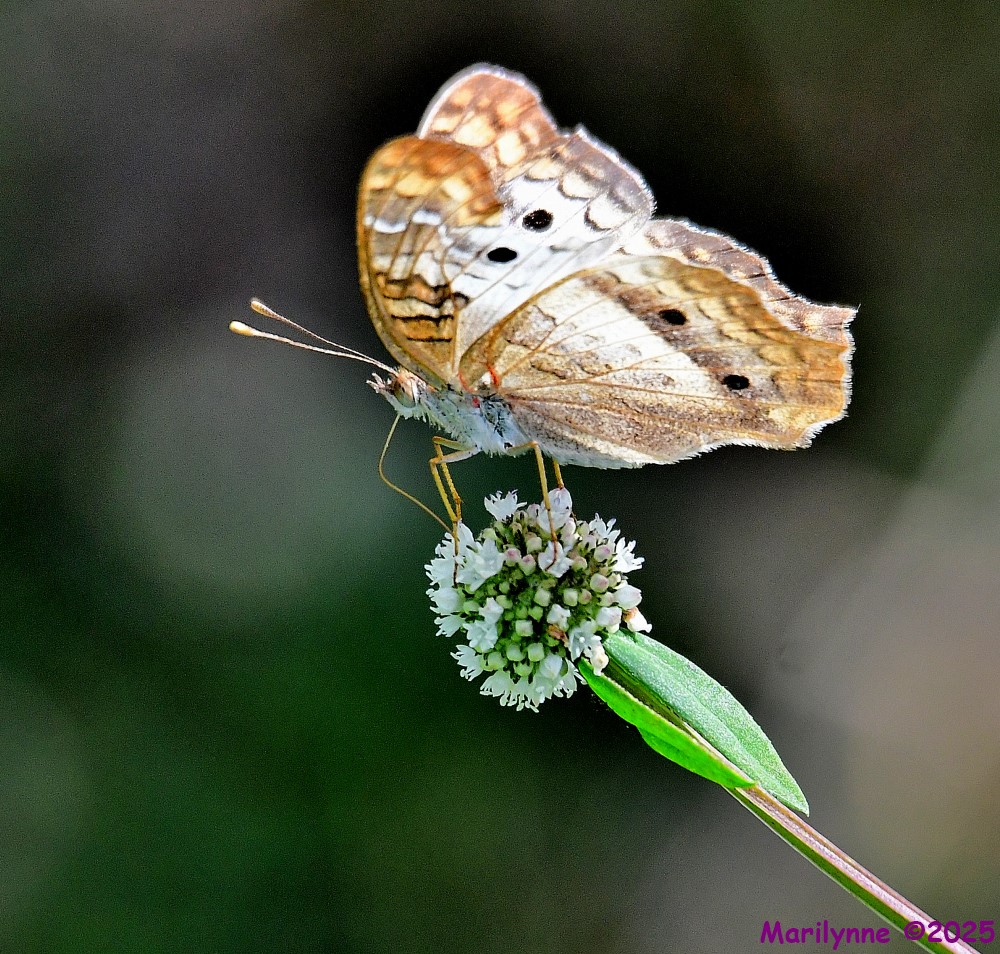 DSC_1379_001.JPG