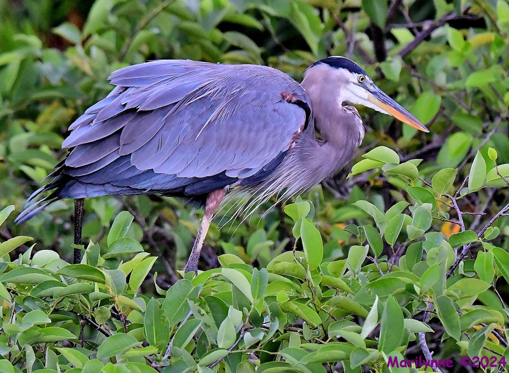 DSC_1380_001.JPG