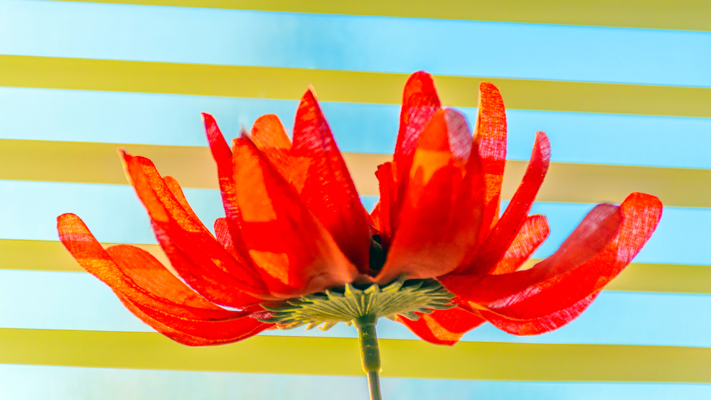 DSC_1382-HDR.jpg