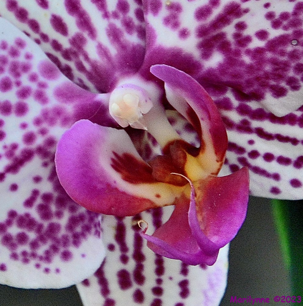 DSC_1382_001.JPG
