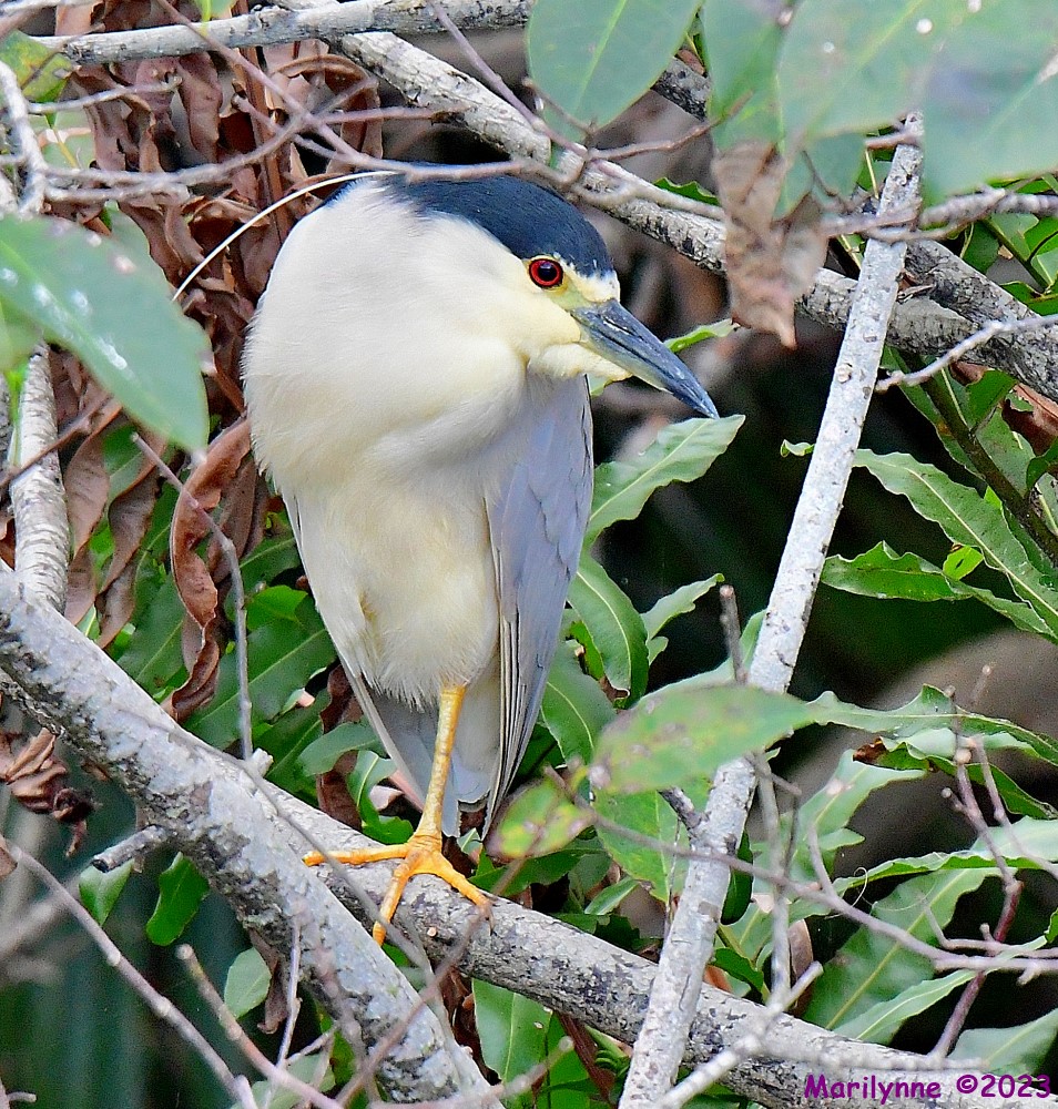 DSC_1384_001.JPG