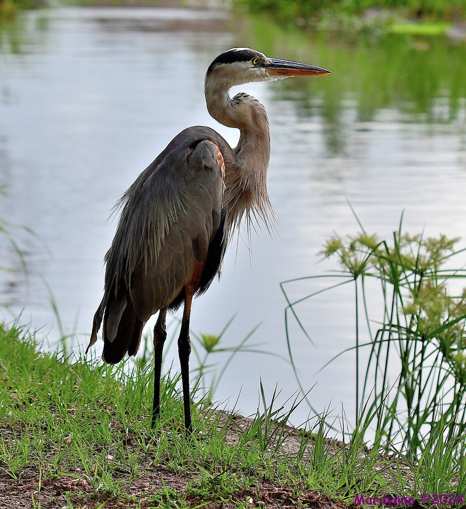 DSC_1384_001.JPG