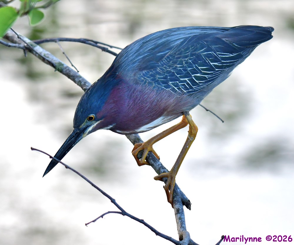 DSC_1384_001.JPG