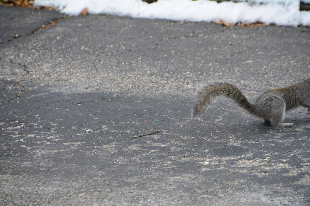 DSC_1385.jpg