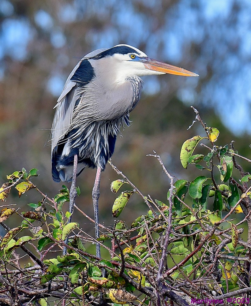 DSC_1385_001.JPG