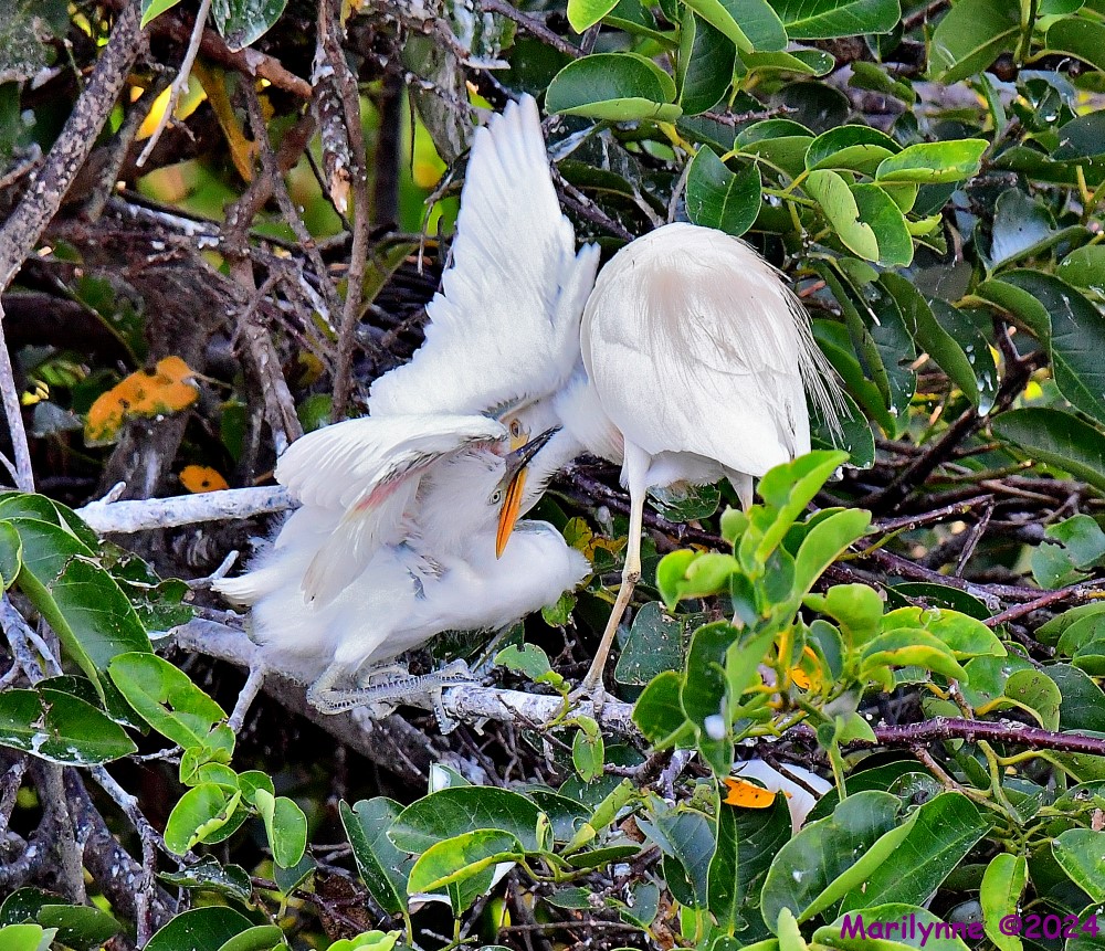 DSC_1385_001.JPG