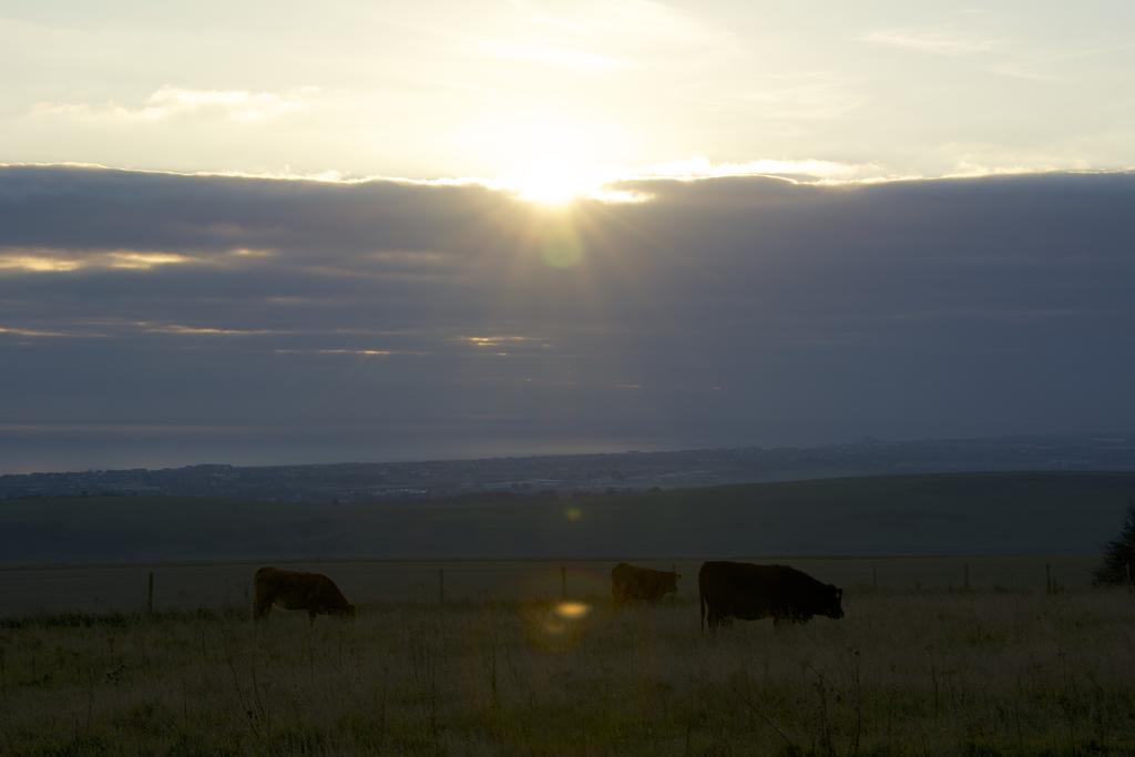 DSC_1387.jpg