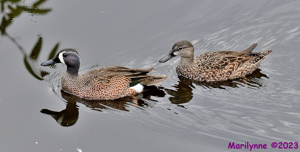 DSC_1387_001.JPG