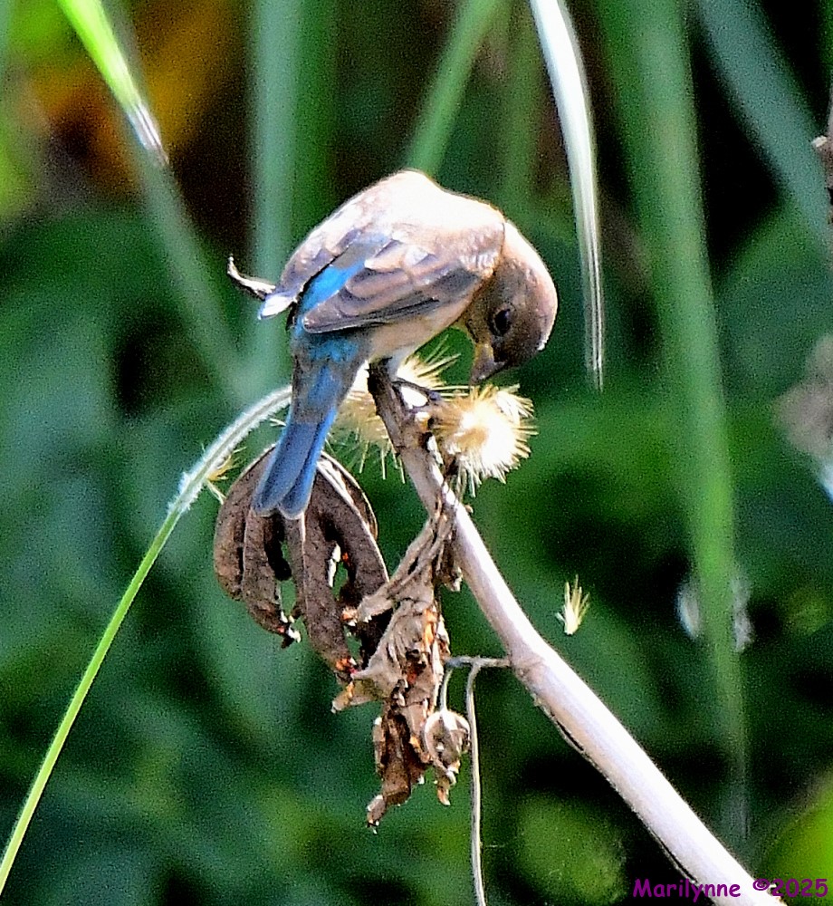 DSC_1387_001.JPG