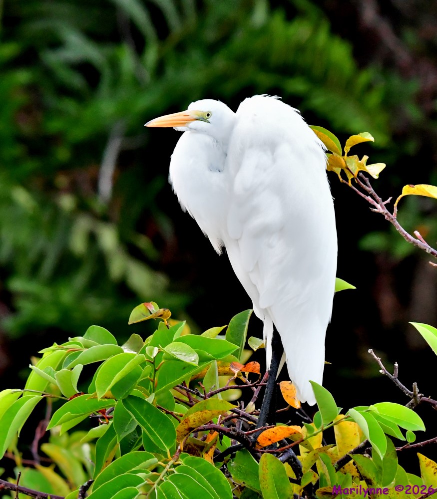 DSC_1388_001.JPG