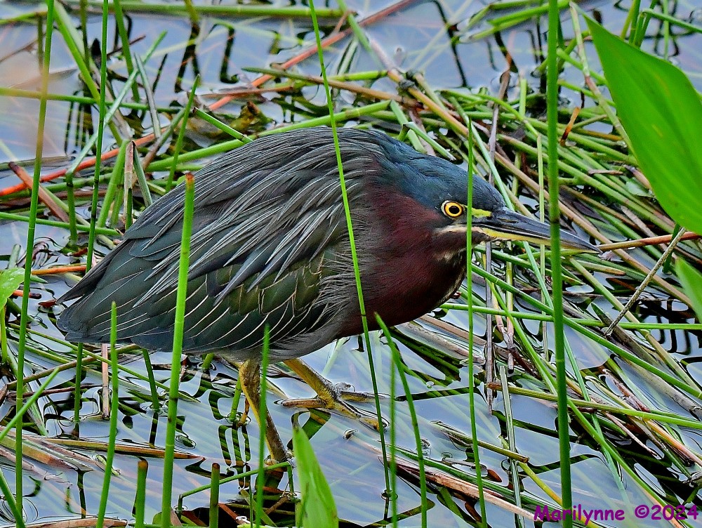 DSC_1390_001.JPG