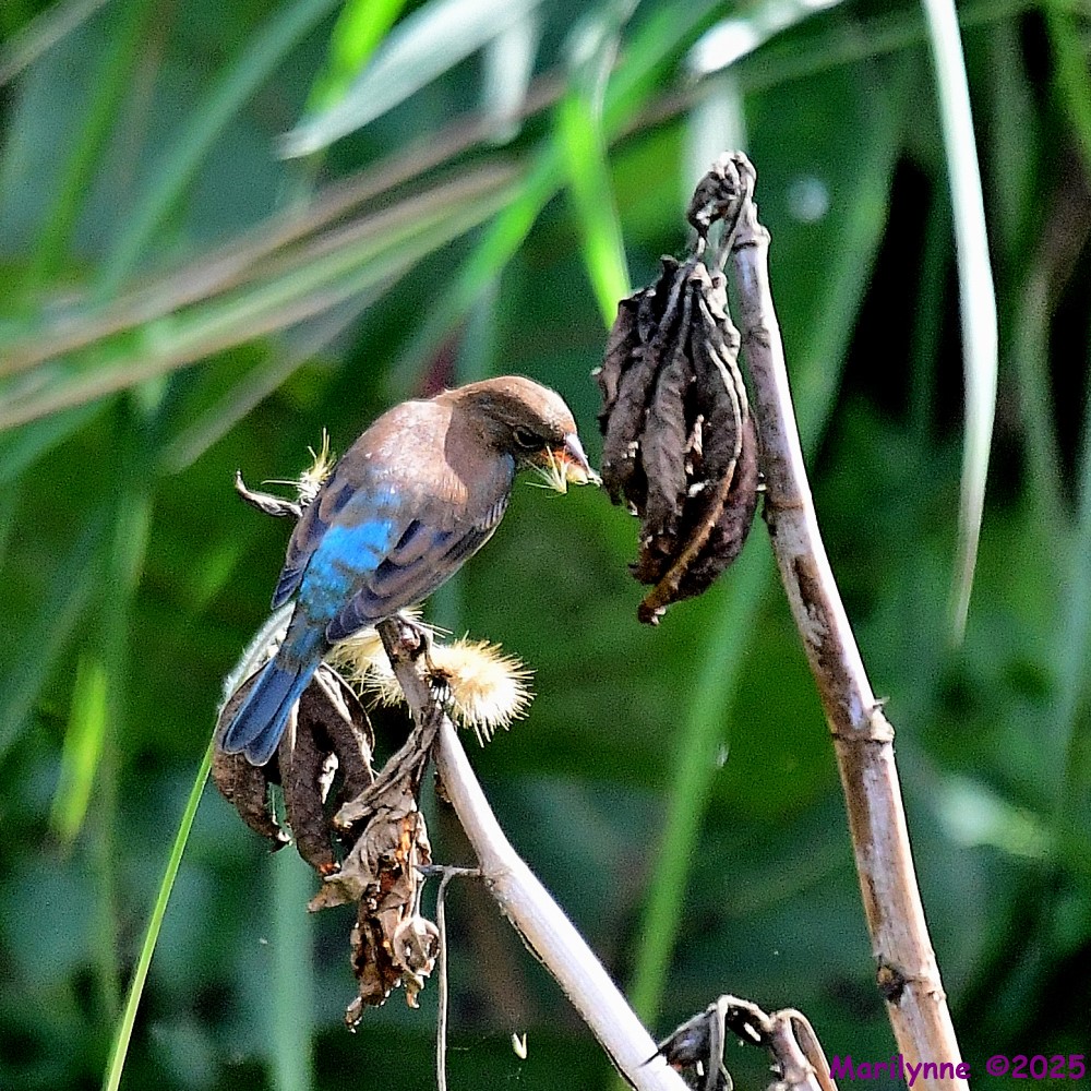 DSC_1391_001.JPG