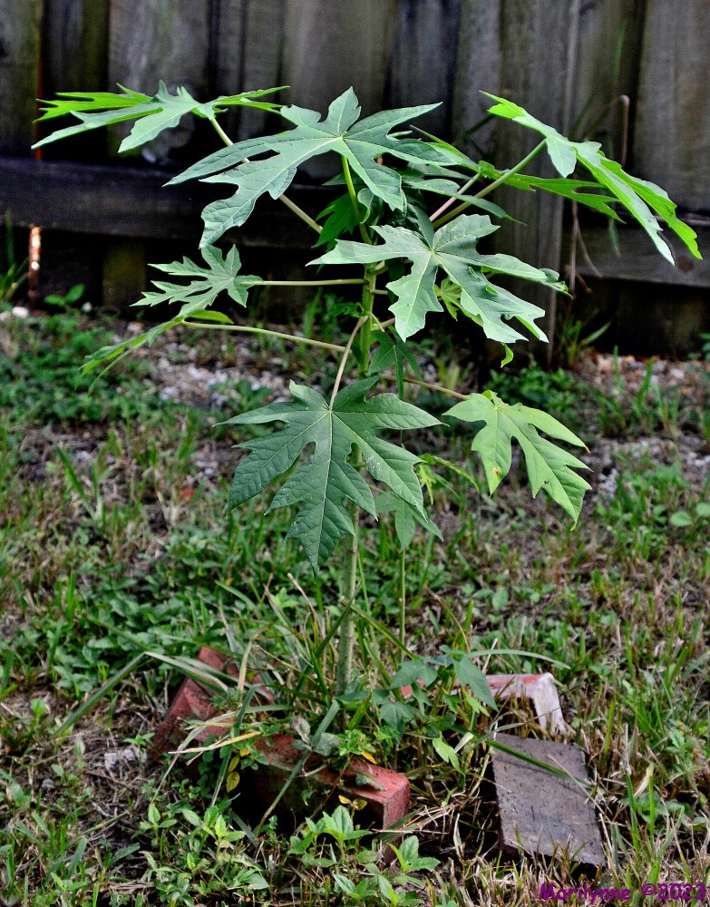 DSC_1392_001.JPG