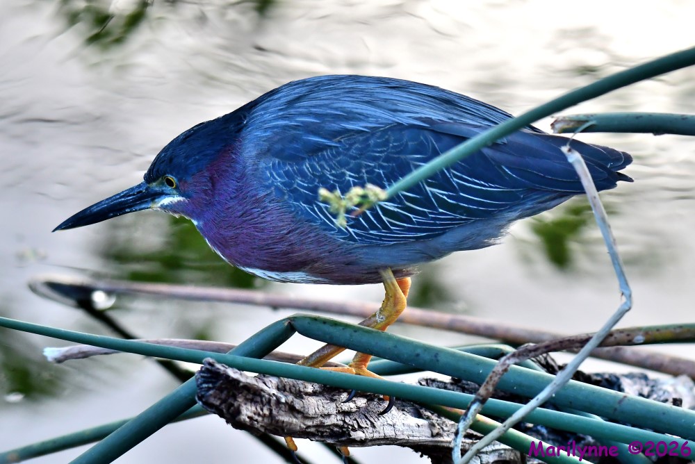 DSC_1392_001.JPG
