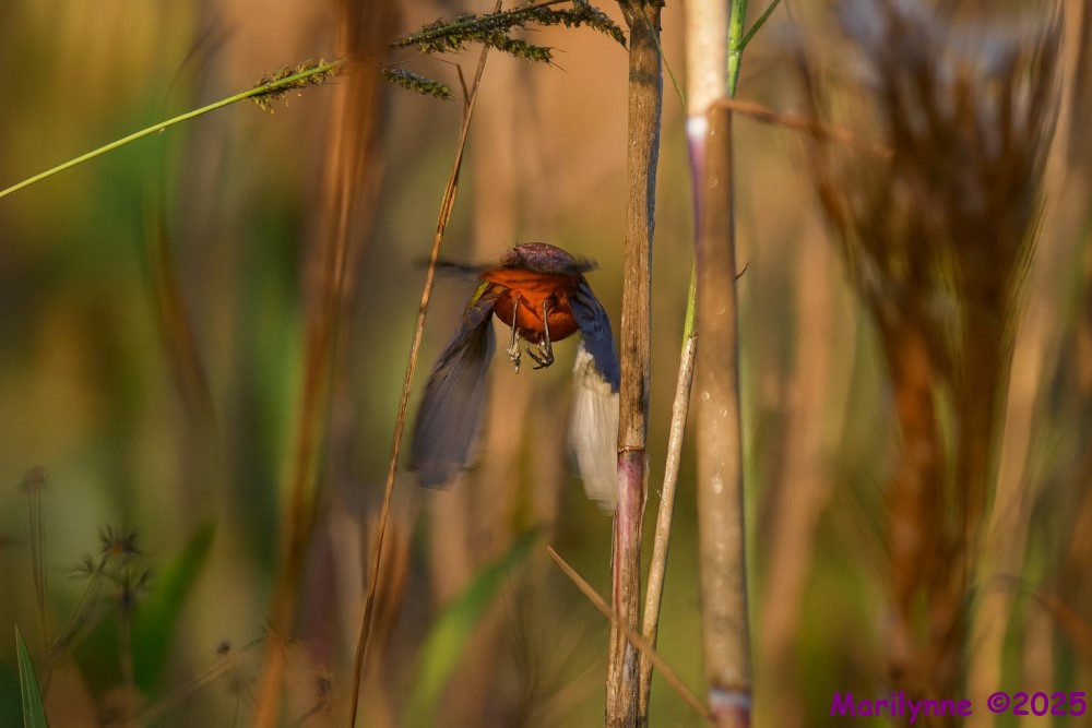 DSC_1394 copy_001.JPG