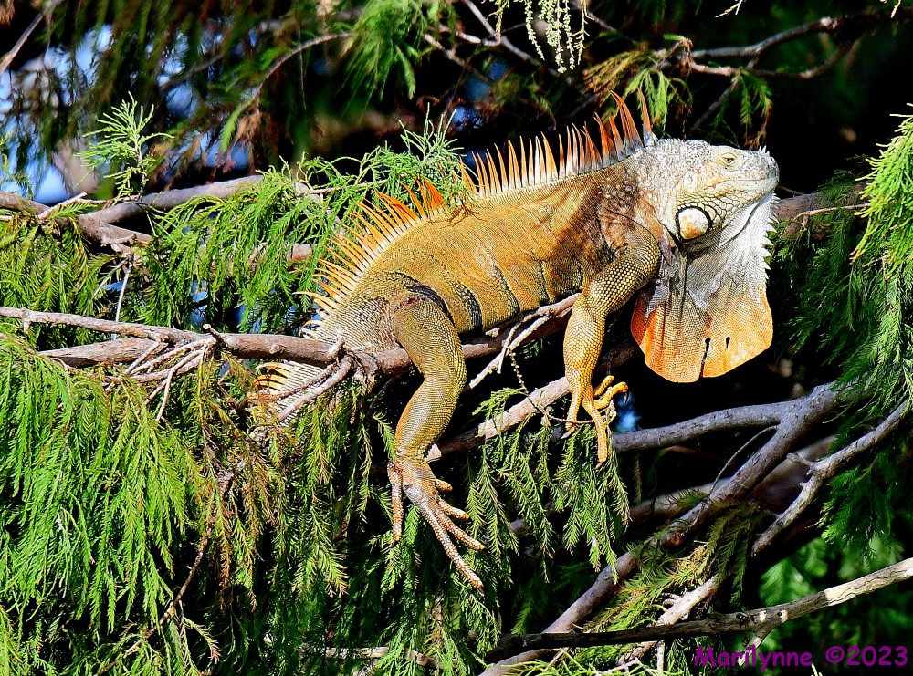 DSC_1394_001.JPG