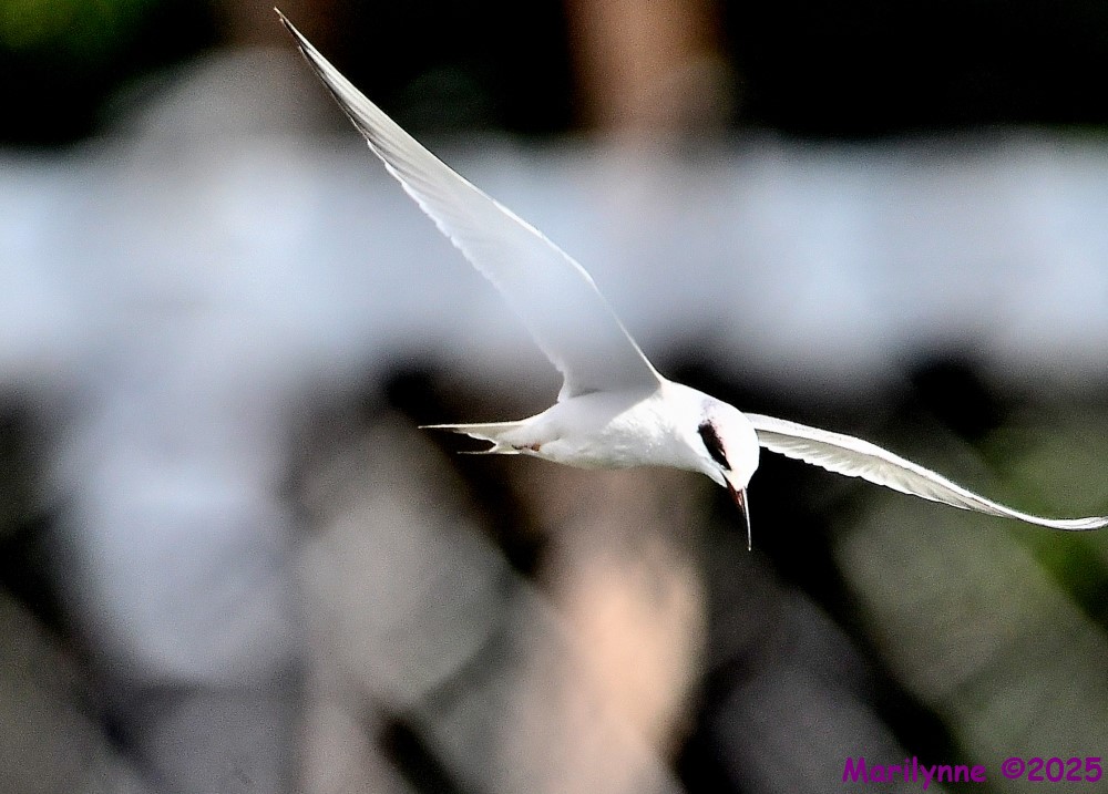 DSC_1397_001.JPG