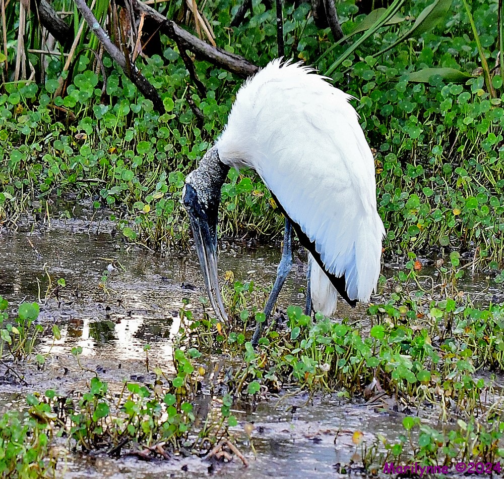 DSC_1401_001.JPG