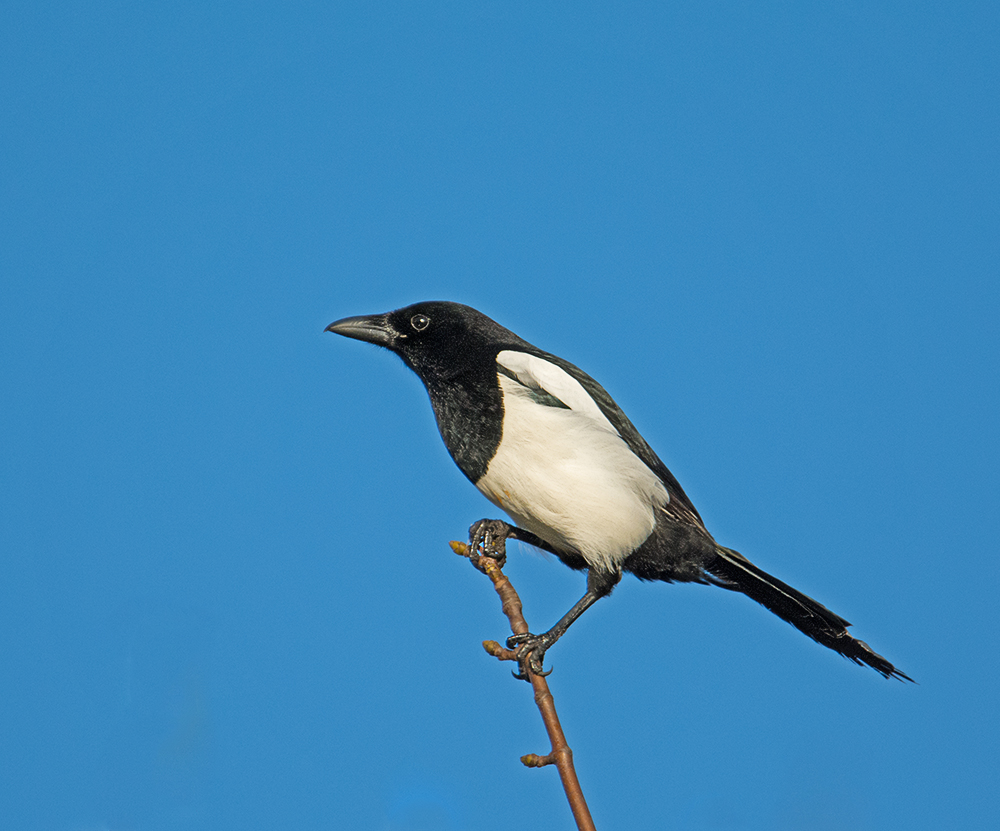 DSC_1403.jpg