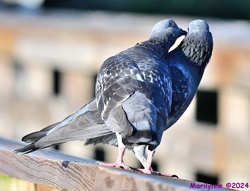 DSC_1404_001.JPG