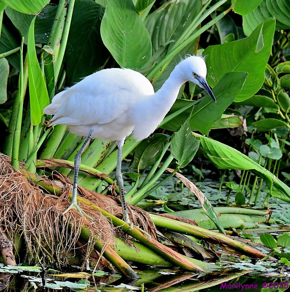 DSC_1406_001.JPG