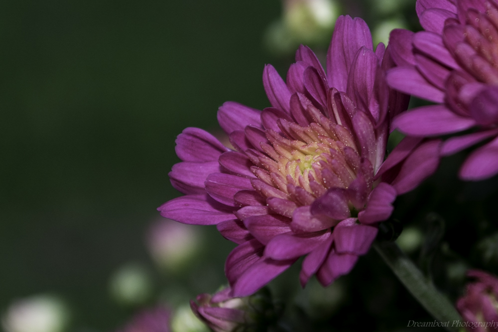 DSC_1407.jpg