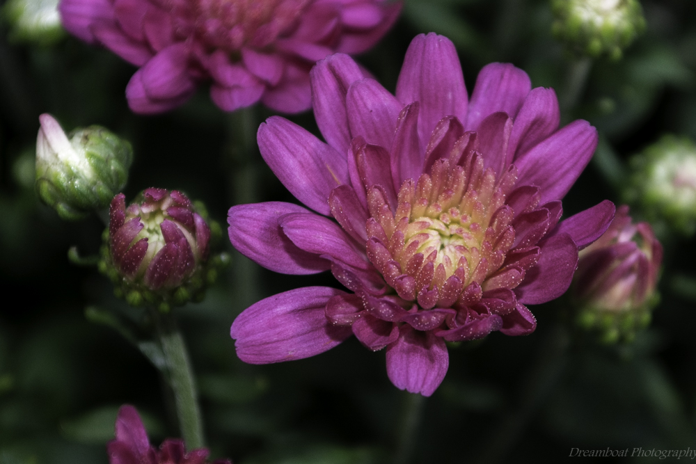 DSC_1408.jpg