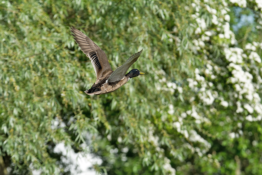 DSC_1410.jpg